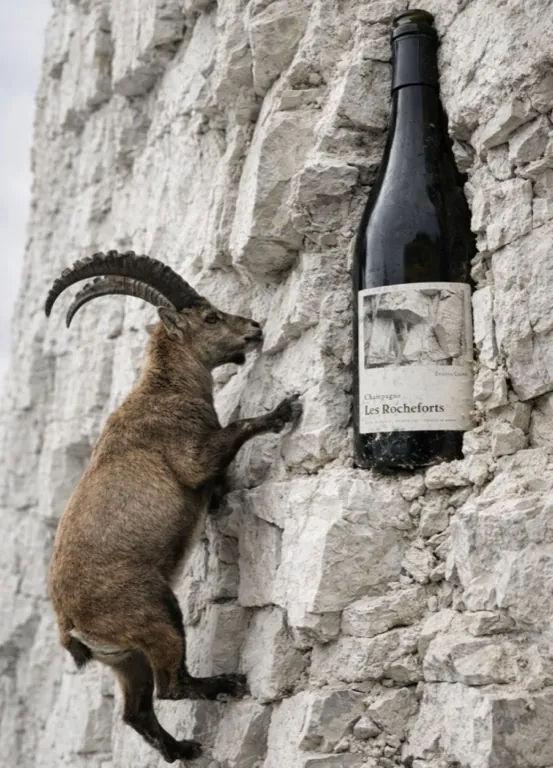 Drunk Goat, uno stambecco si arrampica su una parete di roccia accanto a una bottiglia